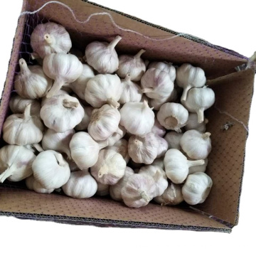 China garlic new crop factory supply fresh garlic export